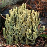 Ramaria abietina, aged fruitbody turning greenish