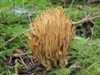 Ramaria flaccida