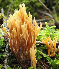 Ramaria flaccida, Pembrokeshire, Wales