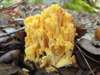 Ramaria flava