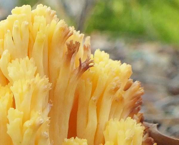 Red bruising on tips of Ramaria flava