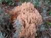 Ramaria formosa, a coral fungus