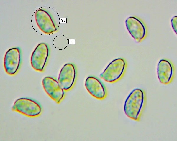 Spores of Ramaria stricta