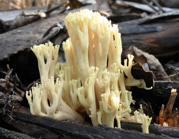 Ramaria stricta - Upright Coral , Wales UK