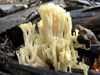 Ramaria stricta, Upright Coral