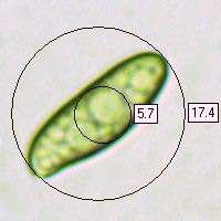 Spores of Chroogomphus fulmineus