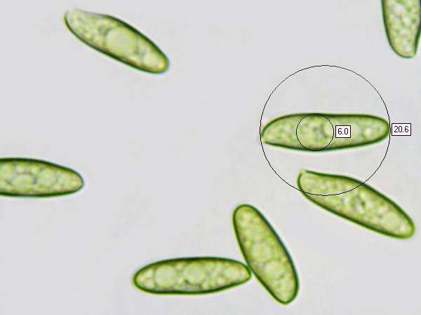 Spores of Chroogomphus fulmineus