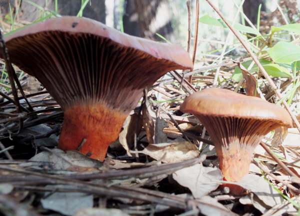 Chroogomphus fulmineus