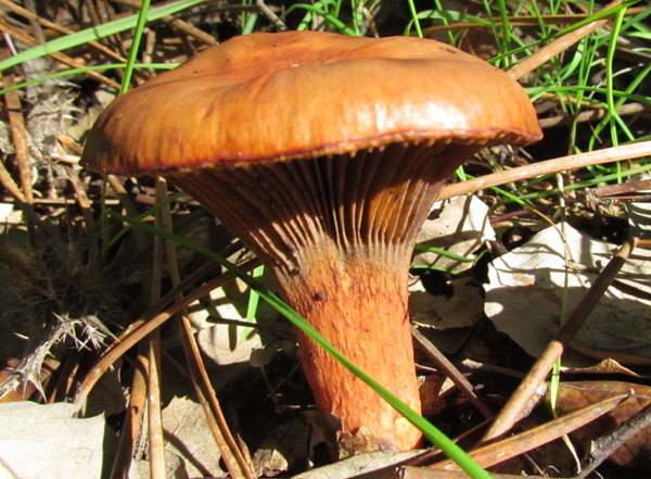 Chroogomphus fulmineus, southern Portugal 2015