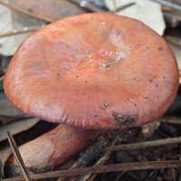 Cap of Chroogomphus fulmineus