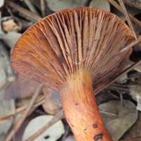 Gills of Chroogomphus rutilus, the Copper Spike