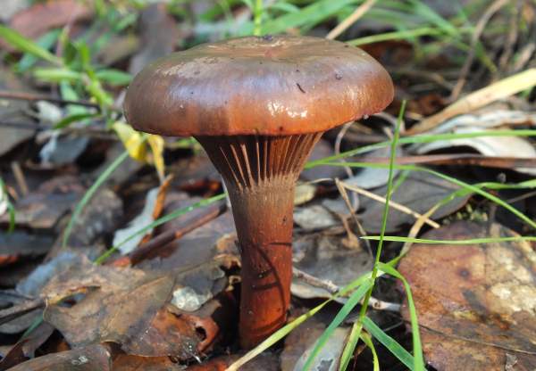 Chroogomphus fulmineus, Monchique, southern Portugal