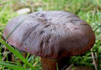 Cap of Chroogomphus rutilus, Copper Spike