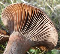 Gills of Chroogomphus rutilus, the Copper Spike