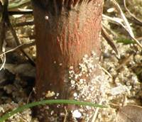 Stem of Chroogomphus rutilus, Copper Spike