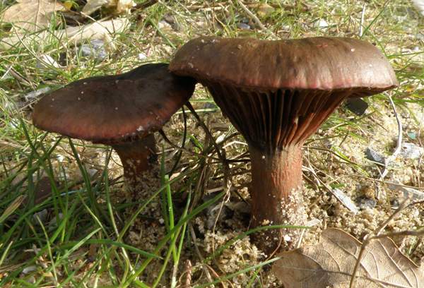 Chroogomphus rutilus, France