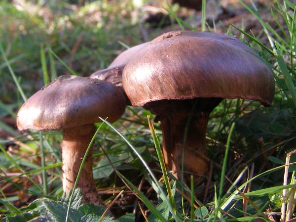Chroogomphus rutilus, central Scotland
