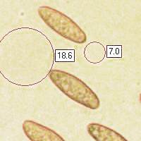 Spores of Gomphidius glutinosus