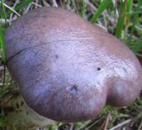 Cap of Gomphidius glutinosus, te Slimy Spike