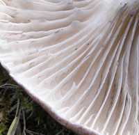 Gills of Gomphidius glutinosus