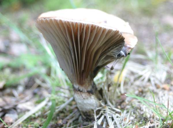 Gomphidius glutinosus - Slimy Spike, Sweden