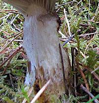 Stem of Gomphidius glutinosus