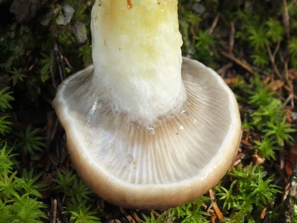 Gomphidius glutinosus - Slimy Spike, central France