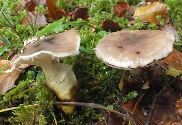Gomphidius glutinosus - Slimy Spike, France, 2013