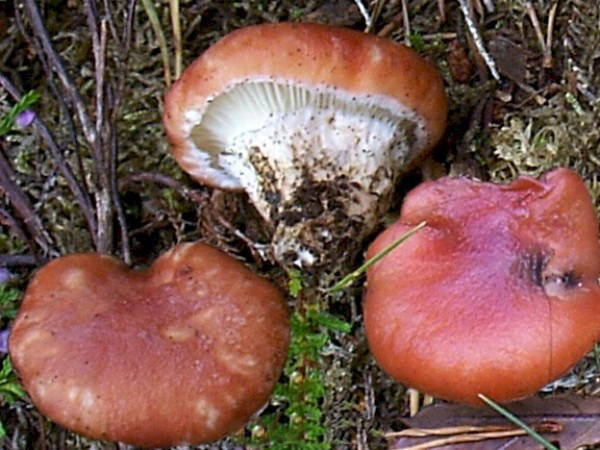 Gomphidius roseus - Rosy Spike