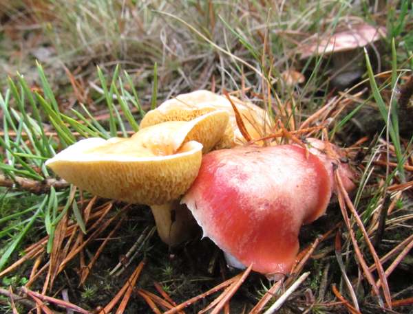 Gomphidius roseus with Suillus bovinus