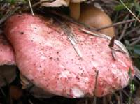 Cap of Gomphidius roseus