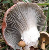 Gills of Gomphidius roseus