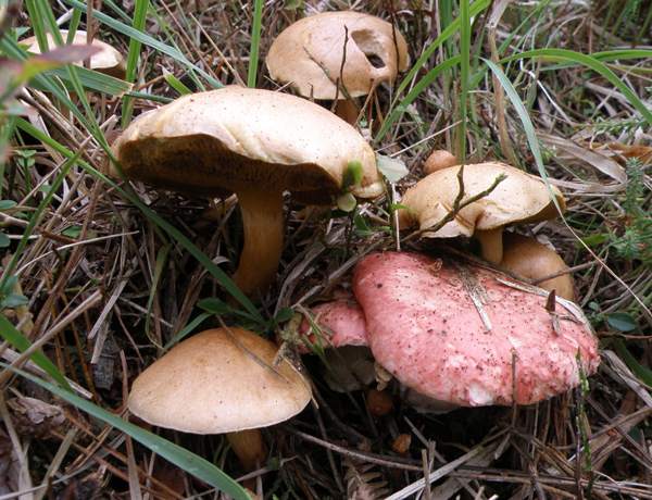 Gomphidius roseus with Bovine Boletes