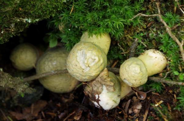 Gyroporus cyanescens, Cornflower Bolete, Norway 2014