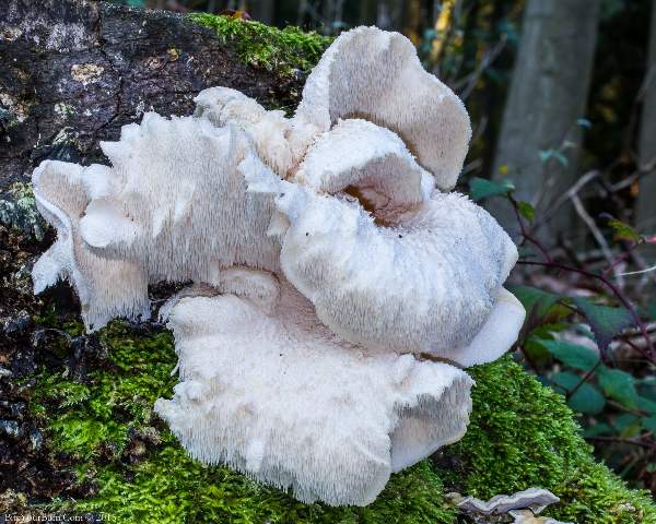 Hericium cirrhatum - a very rare tiered form of tooth fungus