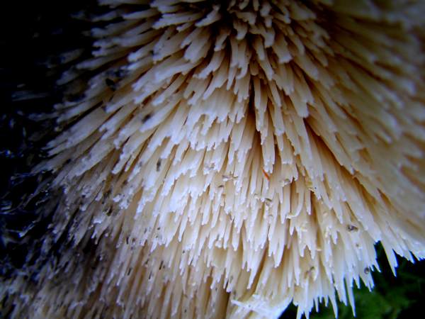 Hericium cirrhatum, closeup of the fertile spines