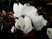 Hericium cirrhatum, Wiltshire, England
