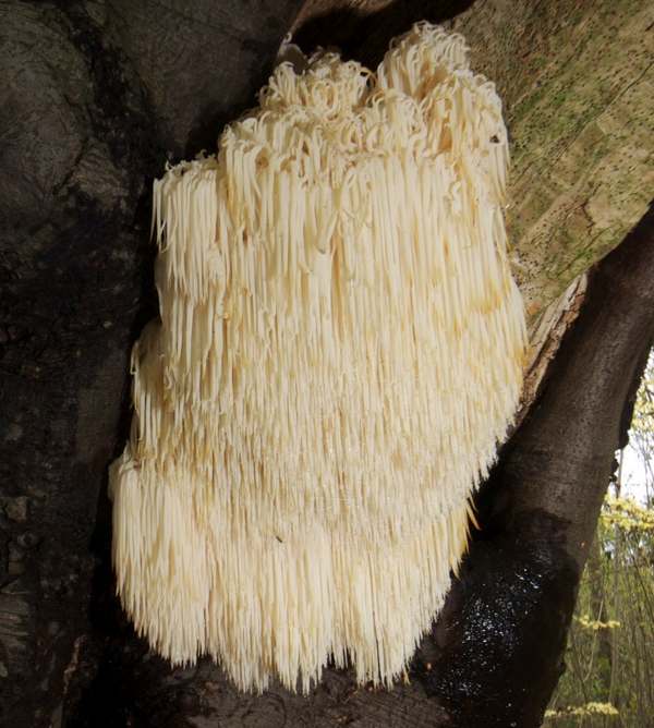 Hericium erinaceus - Bearded Tooth, Gloucestershire, England