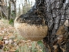 Hericium erinaceus (= Hericium erinaceum)