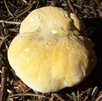 Cap of Hydnum repandum