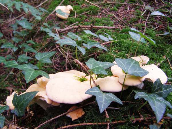 Hydnum repandum - Wood Hedgehog, in a partial  fairy circle