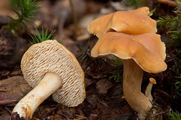 Hydnum rufescens - Terracotta Hedgehog