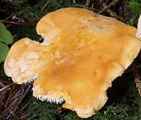Cap of Hydnum rufescens