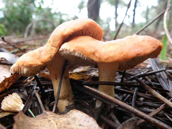 Hydnum rufescens - Terracotta Hedgehog in mixed woodland, Portugal