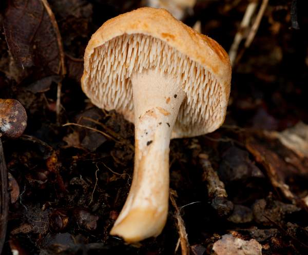 Hydnum rufescens - Terracotta Hedgehog, southern England