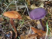 Deceiver and Amathyst Deceiver