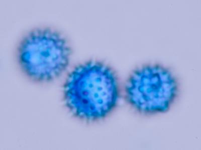 Spores of Laccaria laccata