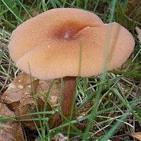 Moist cap of Laccaria laccata