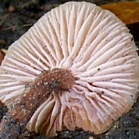 Gills of Laccaria laccata