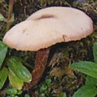 Drying cap of Laccaria laccata
